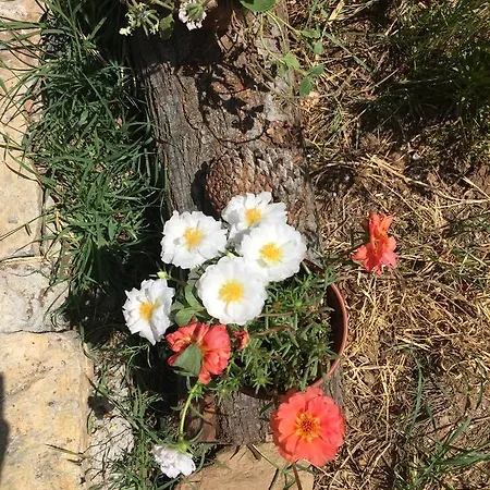 Natural Village אכסניה