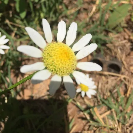 Natural Village דליאן