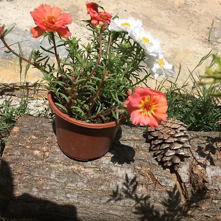 אכסניה Natural Village דליאן