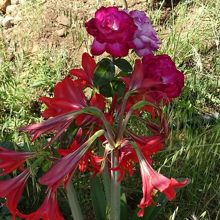 Natural Village אכסניה *