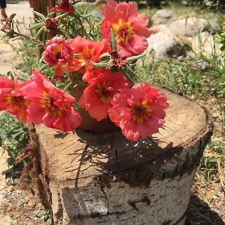 Natural Village
