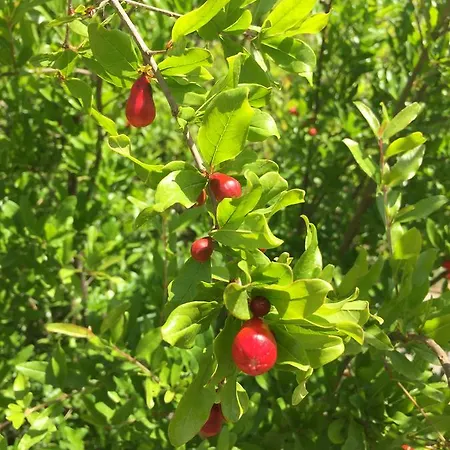 Natural Village אכסניה *