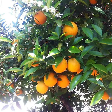 Natural Village אכסניה דליאן