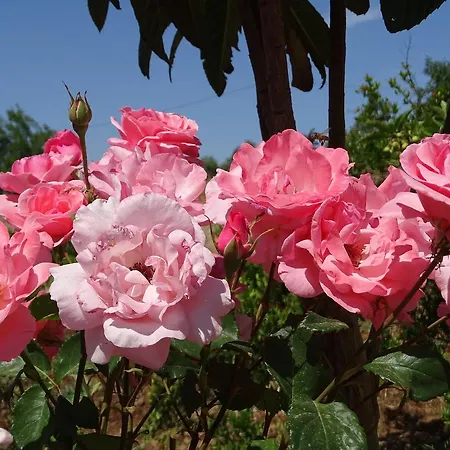 אכסניה Natural Village *