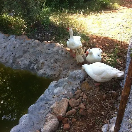 Natural Village אכסניה דליאן